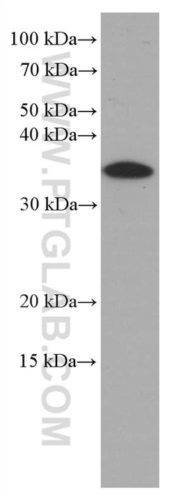 IL1 beta Mouse anti-Human, Clone: 2A1B4, Proteintech 20 &mu;L; Unconjugated:Antibodies