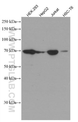YTHDF1 Mouse anti-Human, Rat, Clone: 3A2H12, Proteintech 150 &mu;L; Unconjugated:Antibodies,