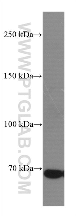 DR6 Mouse anti-Human, Clone: 3C2D10, Proteintech:Antibodies:Primary Antibodies