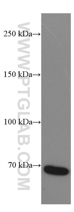 DR6 Mouse anti-Human, Clone: 3C2D10, Proteintech:Antibodies:Primary Antibodies