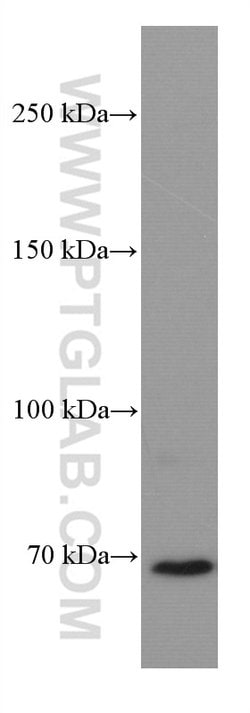 DR6 Mouse anti-Human, Clone: 3C2D10, Proteintech:Antibodies:Primary Antibodies
