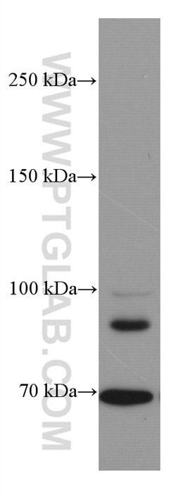DR6 Mouse anti-Human, Clone: 3C2D10, Proteintech:Antibodies:Primary Antibodies
