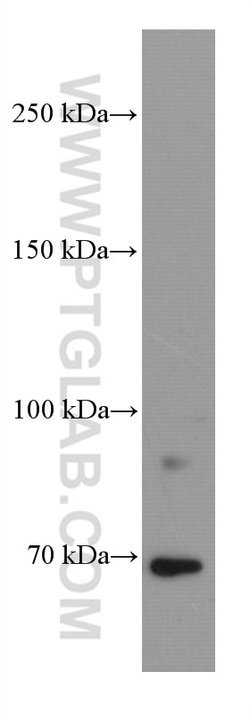 DR6 Mouse anti-Human, Clone: 3C2D10, Proteintech:Antibodies:Primary Antibodies