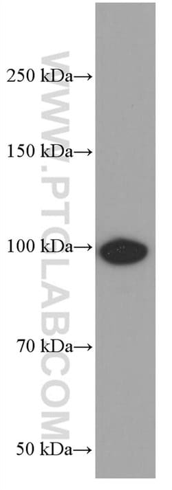 BACH1 Mouse anti-Human, Rat, Clone: 2D12A4, Proteintech 150 &mu;L | Buy Online | Proteintech Group Inc | Fisher Scientific