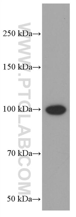 BACH1 Mouse anti-Human, Rat, Clone: 2D12A4, Proteintech 150 &mu;L | Buy Online | Proteintech Group Inc | Fisher Scientific