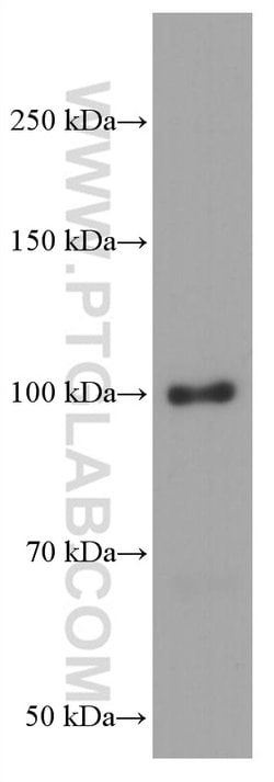 BACH1 Mouse anti-Human, Rat, Clone: 2D12A4, Proteintech 150 &mu;L | Buy Online | Proteintech Group Inc | Fisher Scientific