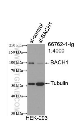 BACH1 Mouse anti-Human, Rat, Clone: 2D12A4, Proteintech 150 &mu;L | Buy Online | Proteintech Group Inc | Fisher Scientific