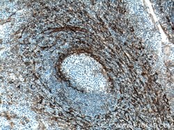 CD90 Mouse anti-Human, Porcine, Rat, Clone: 2D7D11, Proteintech 150 &mu;L;