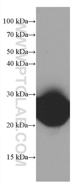 CD90 Mouse anti-Human, Porcine, Rat, Clone: 2D7D11, Proteintech 150 &mu;L;