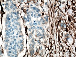 CD90 Mouse anti-Human, Porcine, Rat, Clone: 2D7D11, Proteintech 150 &mu;L;