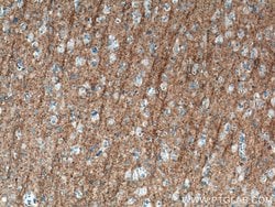 CD90 Mouse anti-Human, Porcine, Rat, Clone: 2D7D11, Proteintech 150 &mu;L;