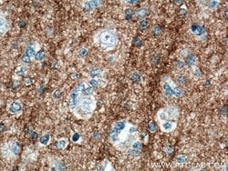 CD90 Mouse anti-Human, Porcine, Rat, Clone: 2D7D11, Proteintech 150 &mu;L;
