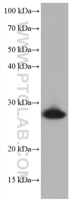 HSPB1 Mouse anti-Human, Clone: 3E7A1, Proteintech:Antibodies:Primary Antibodies