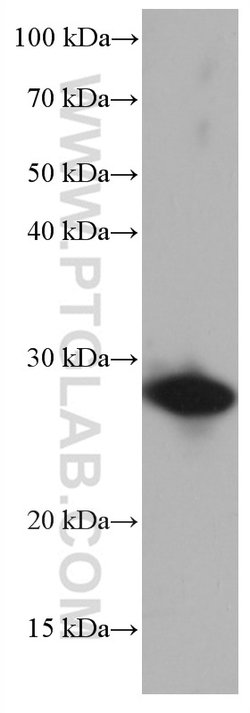 HSPB1 Mouse anti-Human, Clone: 3E7A1, Proteintech:Antibodies:Primary Antibodies