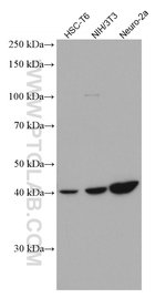 Thumbnail_SSTR5 Mouse anti-Human, Mouse, Rat, Clone: 2B10D8, Proteintech:Anticorps:Anticorps