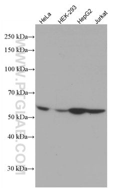 LACTB Mouse anti-Human, Clone: 3C3C3, Proteintech 150 &mu;L; Unconjugated:Antibodies,