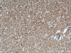 LACTB Mouse anti-Human, Clone: 3C3C3, Proteintech 150 &mu;L; Unconjugated:Antibodies,