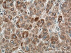 LACTB Mouse anti-Human, Clone: 3C3C3, Proteintech 150 &mu;L; Unconjugated:Antibodies,