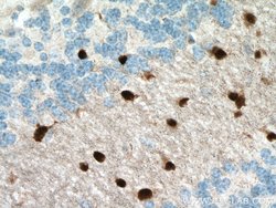 Proteintech SOX10 Mouse anti-Human, Clone: 1D2C8, Proteintech