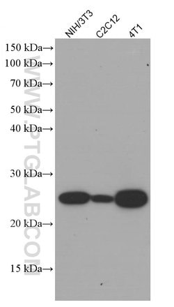 Bcl2 Mouse anti-Mouse, Clone: 1B5B9, Proteintech:Anticuerpos:Anticuerpos