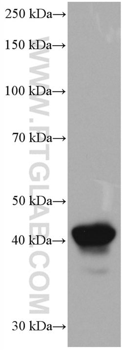 HLA-F Mouse anti-Human, Clone: 1B12C2, Proteintech 150 &mu;L; Unconjugated:Antibodies,