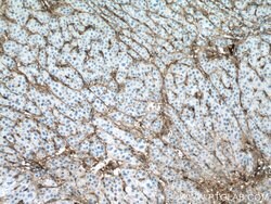 Collagen Type VI Mouse anti-Human, Clone: 3H10B1, Proteintech 150 &mu;L | Buy Online | Proteintech Group Inc | Fisher Scientific