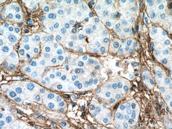 Collagen Type VI Mouse anti-Human, Clone: 3H10B1, Proteintech 150 &mu;L | Buy Online | Proteintech Group Inc | Fisher Scientific