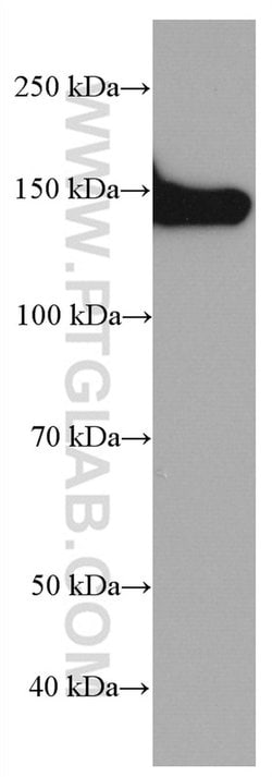 Collagen Type VI Mouse anti-Human, Clone: 3H10B1, Proteintech 150 &mu;L | Buy Online | Proteintech Group Inc | Fisher Scientific