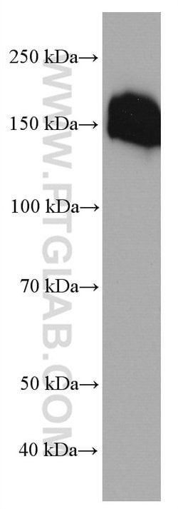 Collagen Type VI Mouse anti-Human, Clone: 3H10B1, Proteintech 150 &mu;L | Buy Online | Proteintech Group Inc | Fisher Scientific
