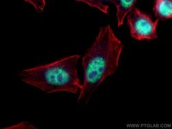 HNRNPF Mouse anti-Human, Mouse, Rat, Clone: 2E7A4, ProteinTech 150 &mu;L;