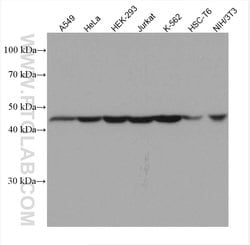 HNRNPF Mouse anti-Human, Mouse, Rat, Clone: 2E7A4, ProteinTech 150 &mu;L;