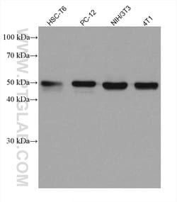 TXNRD1 Mouse anti-Human, Mouse, Rat, Clone: 1B10C4, ProteinTech 150 &mu;L;