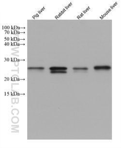 SAR1B Mouse anti-Human, Mouse, Porcine, Rabbit, Rat, Clone: 1B11A1, ProteinTech