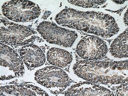 SMCR7L Mouse anti-Human, Mouse, Rat, Clone: 3B3G3, ProteinTech 150 &mu;L;