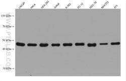 SMCR7L Mouse anti-Human, Mouse, Rat, Clone: 3B3G3, ProteinTech 150 &mu;L;