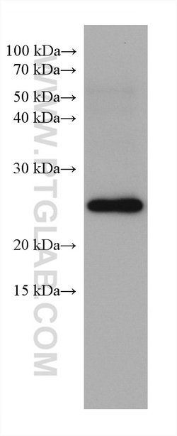 RAB11A Mouse anti-Human, Mouse, Porcine, Rat, Clone: 4A4C9, ProteinTech