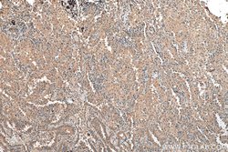 EIF5A2 Mouse anti-Human, Rat, Clone: 1F9B2, ProteinTech 150 &mu;L; Unconjugated:Antibodies,