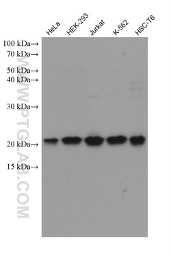 EIF5A2 Mouse anti-Human, Rat, Clone: 1F9B2, ProteinTech 150 &mu;L; Unconjugated:Antibodies,
