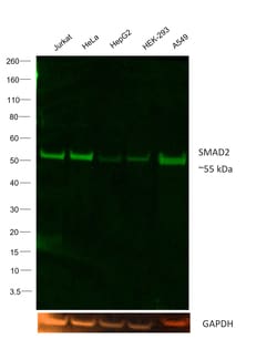 Invitrogen&trade;&nbsp;SMAD2 Recombinant Rabbit Monoclonal Antibody (31H15L4), Alexa Fluor&trade; Plus 488