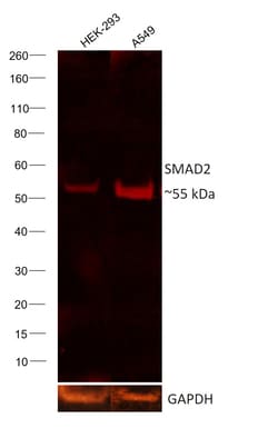 Invitrogen&trade;&nbsp;SMAD2 Recombinant Rabbit Monoclonal Antibody (31H15L4), Alexa Fluor&trade; Plus 555