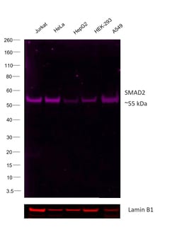 Invitrogen&trade;&nbsp;SMAD2 Recombinant Rabbit Monoclonal Antibody (31H15L4), Alexa Fluor&trade; Plus 647
