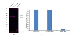 Invitrogen&trade;&nbsp;SMAD2 Recombinant Rabbit Monoclonal Antibody (31H15L4), Alexa Fluor&trade; Plus 647