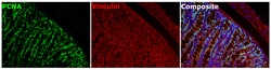 Invitrogen Vinculin Recombinant Rabbit Monoclonal Antibody (42H89L44) 100