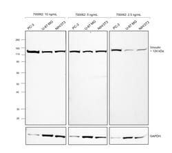 Invitrogen Vinculin Recombinant Rabbit Monoclonal Antibody (42H89L44) 100