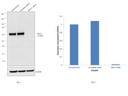 Invitrogen TRAF3 Recombinant Rabbit Monoclonal Antibody (12H13L59) 100