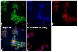 Invitrogen RAB11A Recombinant Rabbit Monoclonal Antibody (3H18L5) 100 &mu;g;