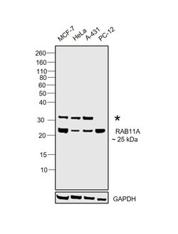 Invitrogen RAB11A Recombinant Rabbit Monoclonal Antibody (3H18L5) 100 &mu;g;