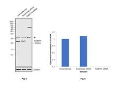 Invitrogen RAB11A Recombinant Rabbit Monoclonal Antibody (3H18L5) 100 &mu;g;