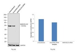 Invitrogen MARVELD2 Recombinant Rabbit Monoclonal Antibody (54H19L38) 100