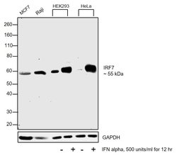 Invitrogen IRF7 Recombinant Rabbit Monoclonal Antibody (1H31L43) 100 &mu;g;